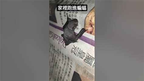 家裡進蝙蝠|他求救：家裡有蝙蝠跑進來怎麼辦？網驚：大吉！趕不得